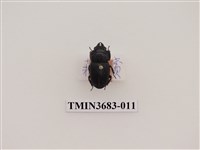 藏品(鍬形蟲)的圖片